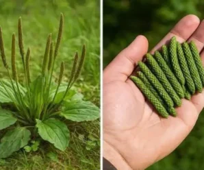 30 неймовірних переваг широколистого подорожника (Plantago Major)
