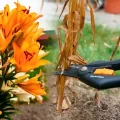 Секрети догляду за ліліями: Що потрібно зробити на початку вересня