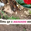 Осіння обрізка, підживлення та захист: все, що потрібно знати про догляд за малиною