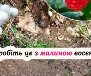 Осіння обрізка, підживлення та захист: все, що потрібно знати про догляд за малиною