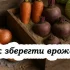 Виростити легко, зберегти важче: три поради, щоб овочі долежали до весни