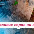 Осіння підготовка городу до зими. 6 важливих справ