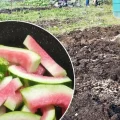 Для чого розкидати кавунові кірки по городу, та яку саме користь вони приносять