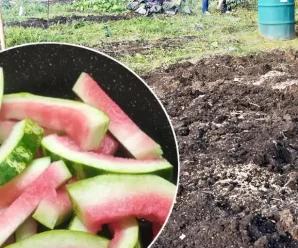 Для чого розкидати кавунові кірки по городу, та яку саме користь вони приносять