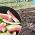 Для чого розкидати кавунові кірки по городу, та яку саме користь вони приносять