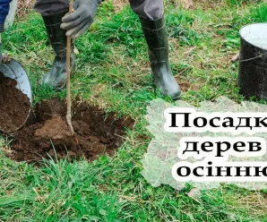 Які дерева та кущі треба садити восени, щоб добре прижилися та росли