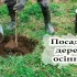Які дерева та кущі треба садити восени, щоб добре прижилися та росли