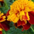 Чорнобривці здатні замінити дорогі ліки, мазі і шампуні