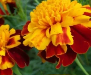 Чорнобривці здатні замінити дорогі ліки, мазі і шампуні