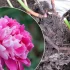 Поділ півоній: як омолодити кущі і забезпечити пишне цвітіння
