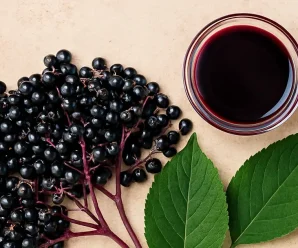 Настій з цвіту чорної бузини — цілющий подарунок нам від природи!