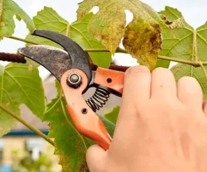 6 важливих справ, які потрібно зробити з виноградником у жовтні