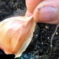 Не робіть цього під час посадки озимого часнику, інакше зогниє ще до зими