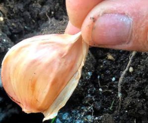 Не робіть цього під час посадки озимого часнику, інакше зогниє ще до зими
