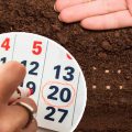 Детальний посадковий календар на 2026 рік. Сприятливих днів для посіву, пікірування, висаджування та догляду за основними культурами