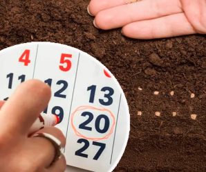 Детальний посадковий календар на 2026 рік. Сприятливих днів для посіву, пікірування, висаджування та догляду за основними культурами