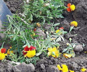 Ніколи не викидайте чорнобривці, які відцвіли, вони принесуть вам ще багато користі