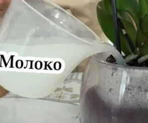 Кілька грамів молока, і ваша орхідея буде гарно та пишно квітнути цілий рік