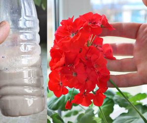 Зробіть це в жовтні з геранню, щоб квітнула цілу зиму