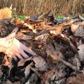 Як використовувати листя волоського горіха, щоб воно принесло ще користь
