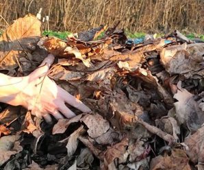 Як використовувати листя волоського горіха, щоб воно принесло ще користь