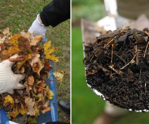 За допомогою листя можна в рази збільшити родючість ґрунту. Усім городникам на замітку