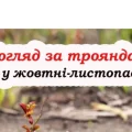Важливі справи, які потрібно зробити з трояндами у жовтні, щоб не померзли зимою