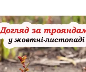 Важливі справи, які потрібно зробити з трояндами у жовтні, щоб не померзли зимою