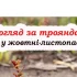 Важливі справи, які потрібно зробити з трояндами у жовтні, щоб не померзли зимою