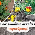Чому потрібно закопувати чорнобривці в землю, та яка від цього користь