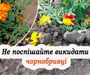 Чому потрібно закопувати чорнобривці в землю, та яка від цього користь