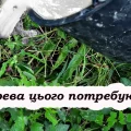 Підживлення плодових дерев восени: прості поради для багатого врожаю