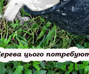 Підживлення плодових дерев восени: прості поради для багатого врожаю