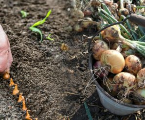 Як правильно та в які дні краще садити цибулю під зиму, щоб в наступному році мати гарний та ранній врожай