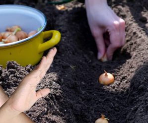 Не робіть цього під час посадки цибулі під зиму, щоб не залишитись без врожаю