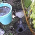 Полийте цим розчином виноград наприкінці жовтня, щоб мати великий врожай у наступному році