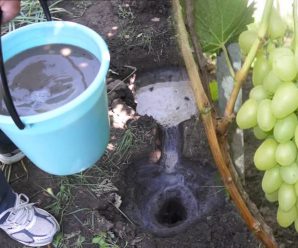 Полийте цим розчином виноград наприкінці жовтня, щоб мати великий врожай у наступному році