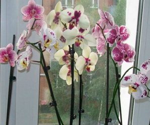 Чому орхідею не можна тримати на підвіконні. Багато хто допускає цю помилку