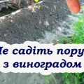 Щоб виноград не був дрібним та кислим, ніколи не садіть поруч ці рослини