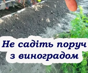Щоб виноград не був дрібним та кислим, ніколи не садіть поруч ці рослини
