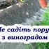 Щоб виноград не був дрібним та кислим, ніколи не садіть поруч ці рослини