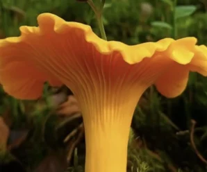 ЛИСИЧКА — ПРИРОДНИЙ ГРИБ-ЦІЛИТЕЛЬ!