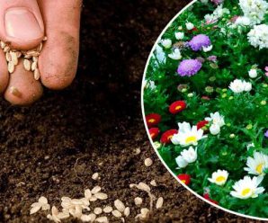 Ці квіти завжди потрібно сіяти восени, щоб гарно та пишно квітнули у наступному році