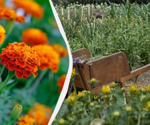 Чому досвідчені садівники сіють чорнобривці у листопаді, та як правильно це робити