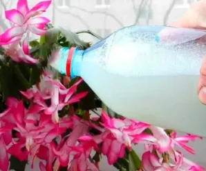 Декабрист буде квітнути всю зиму, якщо на початку листопада правильно його підживити