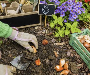 Що висаджувати в листопаді: овочі, квіти та дерева. Дачникам на замітку