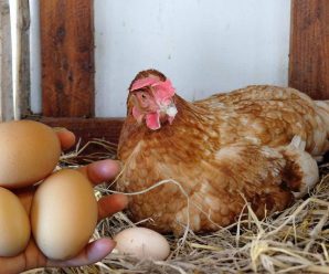 Кури будуть засипати яйцями. Хитрість, про яку сусідка не розкаже