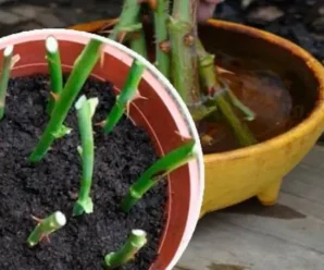 Як правильно укорінити живці троянд восени, щоб ранньою весною можна було висаджувати на клумбу