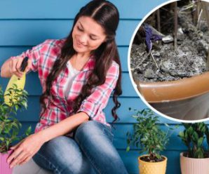 Земля більше не буде покриватися плісняву в горщику з кімнатними рослинами. Дієвий спосіб позбутися її