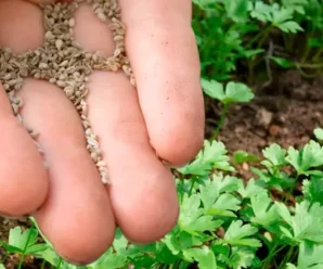 Коли і як сіяти петрушку під зиму, щоб зійшла дружно й міцно. Поради городникам